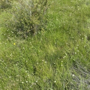 Calotis anthemoides at Jerrabomberra, ACT - 2 Nov 2021