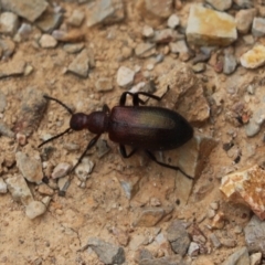 Lagriini sp. (tribe) (Unidentified lagriine darkling beetle) at Aranda Bushland - 16 Mar 2021 by Tammy