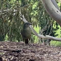 Ptilonorhynchus violaceus (Satin Bowerbird) at Queanbeyan River - 7 Nov 2021 by Ozflyfisher