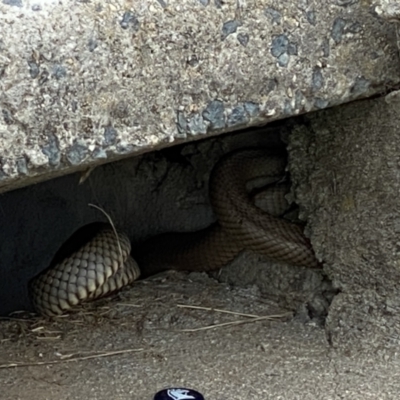 Pseudonaja textilis (Eastern Brown Snake) at QPRC LGA - 7 Nov 2021 by Ozflyfisher