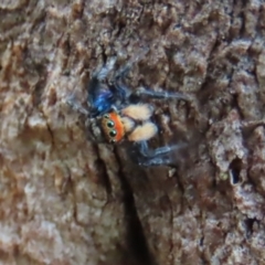 Euophryinae sp.(Undescribed) (subfamily) (A jumping spider) at Garran, ACT - 7 Nov 2021 by roymcd