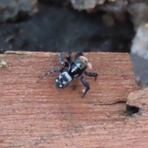 Euophryinae sp.(Undescribed) (subfamily) at Garran, ACT - 7 Nov 2021