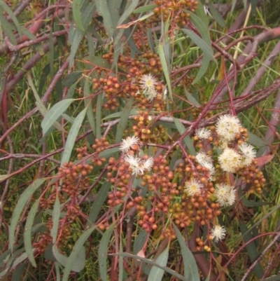 Eucalyptus mannifera (Brittle Gum) at Weetangera, ACT - 2 Nov 2021 by pinnaCLE