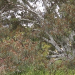 Eucalyptus mannifera at Weetangera, ACT - 2 Nov 2021