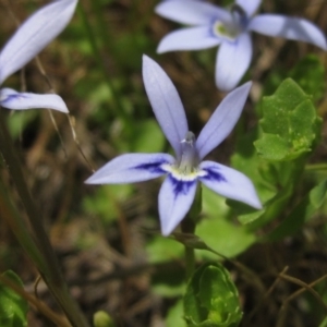 Isotoma fluviatilis subsp. australis at Weetangera, ACT - 2 Nov 2021