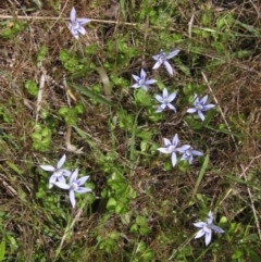 Isotoma fluviatilis subsp. australis at Weetangera, ACT - 2 Nov 2021