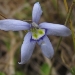 Isotoma fluviatilis subsp. australis at Weetangera, ACT - 2 Nov 2021