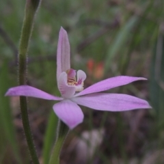 Caladenia carnea (Pink Fingers) at Theodore, ACT - 11 Oct 2021 by michaelb
