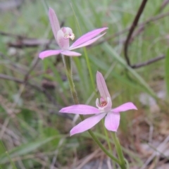 Caladenia carnea at Theodore, ACT - 11 Oct 2021