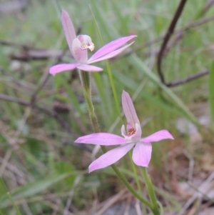 Caladenia carnea at Theodore, ACT - 11 Oct 2021