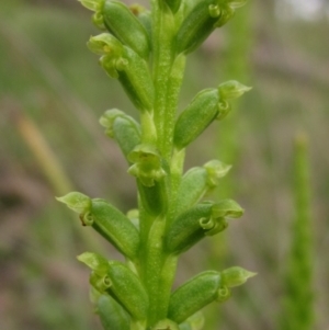 Microtis parviflora at Latham, ACT - suppressed