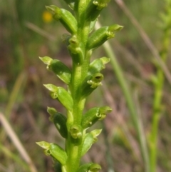 Microtis parviflora at Latham, ACT - suppressed