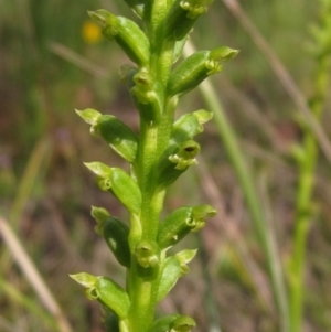 Microtis parviflora at Latham, ACT - suppressed