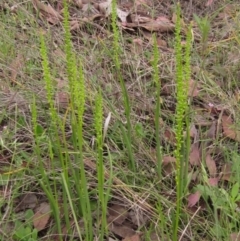 Microtis parviflora at Latham, ACT - suppressed