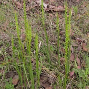 Microtis parviflora at Latham, ACT - suppressed