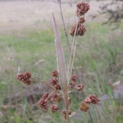 Luzula densiflora (Dense Wood-rush) at Theodore, ACT - 11 Oct 2021 by MichaelBedingfield