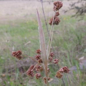 Luzula densiflora at Theodore, ACT - 11 Oct 2021