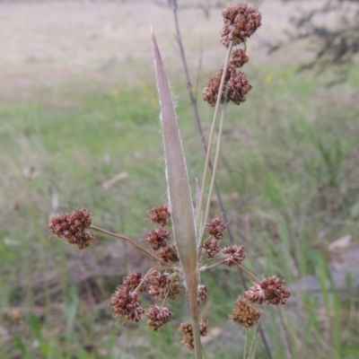Luzula densiflora (Dense Wood-rush) at Theodore, ACT - 11 Oct 2021 by MichaelBedingfield