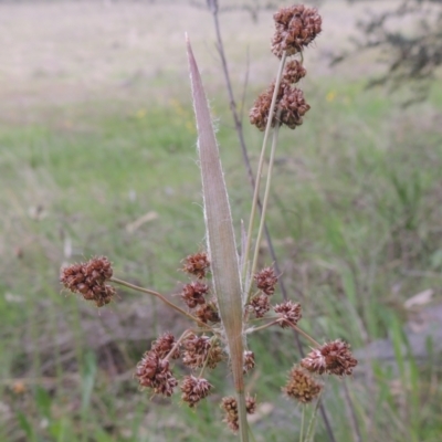 Luzula densiflora (Dense Wood-rush) at Tuggeranong Hill - 11 Oct 2021 by michaelb