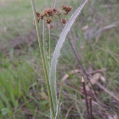 Luzula densiflora at Theodore, ACT - 11 Oct 2021