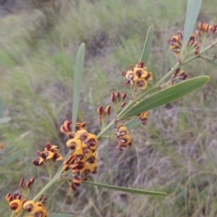 Daviesia mimosoides (Bitter Pea) at Theodore, ACT - 11 Oct 2021 by MichaelBedingfield