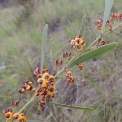 Daviesia mimosoides (Bitter Pea) at Tuggeranong Hill - 11 Oct 2021 by michaelb