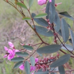 Indigofera australis subsp. australis (Australian Indigo) at Tuggeranong Hill - 11 Oct 2021 by michaelb