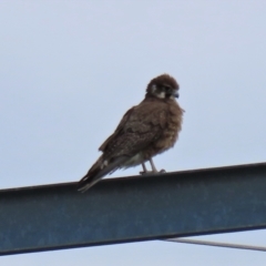Falco berigora (Brown Falcon) at Colinton, NSW - 30 Oct 2021 by AndyRoo