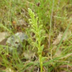 Microtis unifolia (Common Onion Orchid) at Kambah, ACT - 6 Nov 2021 by MatthewFrawley