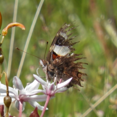 Vanessa itea (Yellow Admiral) at Kambah, ACT - 7 Nov 2021 by MatthewFrawley