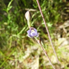 Thelymitra (Genus) (Sun Orchid) at Kambah, ACT - 7 Nov 2021 by MatthewFrawley