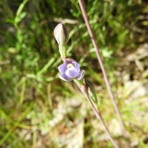 Thelymitra sp. at Kambah, ACT - suppressed