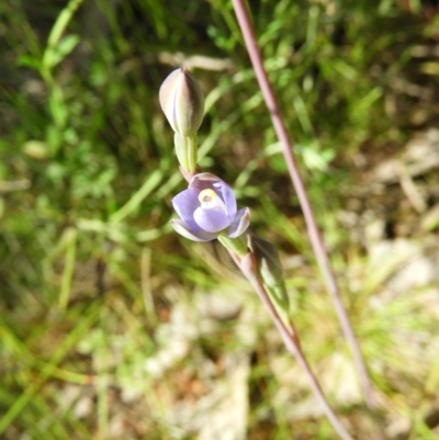 Thelymitra (Genus) (Sun Orchid) at Kambah, ACT - 7 Nov 2021 by MatthewFrawley
