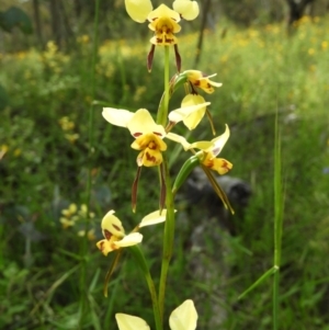 Diuris sulphurea at Kambah, ACT - suppressed