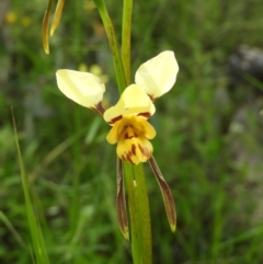 Diuris sulphurea at Kambah, ACT - suppressed