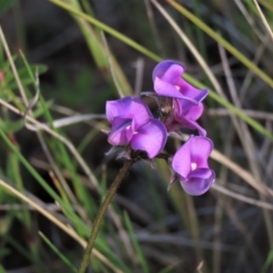 Swainsona sericea at Michelago, NSW - 30 Oct 2021