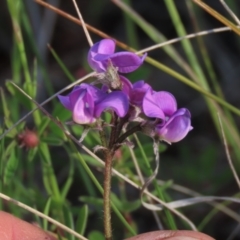 Swainsona sericea at Michelago, NSW - 30 Oct 2021 05:51 PM