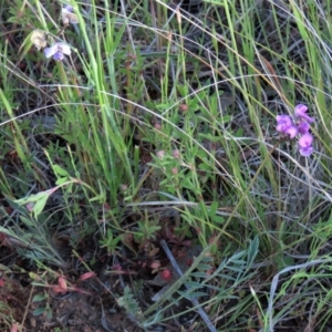 Swainsona sericea at Michelago, NSW - 30 Oct 2021 05:51 PM