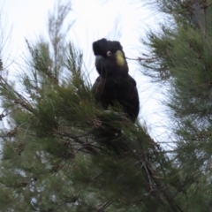 Calyptorhynchus funereus (Yellow-tailed Black-Cockatoo) at Isabella Pond - 3 Nov 2021 by AndyRoo