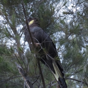 Zanda funerea at Monash, ACT - 3 Nov 2021 07:31 PM