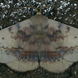 Anthela varia at Ainslie, ACT - 3 Nov 2021 10:01 PM