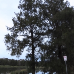 Casuarina cunninghamiana subsp. cunninghamiana (River She-Oak, River Oak) at Monash, ACT - 3 Nov 2021 by AndyRoo