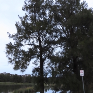 Casuarina cunninghamiana subsp. cunninghamiana at Monash, ACT - 3 Nov 2021 07:37 PM