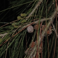 Casuarina cunninghamiana subsp. cunninghamiana at Monash, ACT - 3 Nov 2021