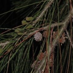 Casuarina cunninghamiana subsp. cunninghamiana at Monash, ACT - 3 Nov 2021 07:37 PM