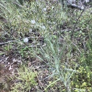 Senecio quadridentatus at Bruce, ACT - 8 Nov 2021