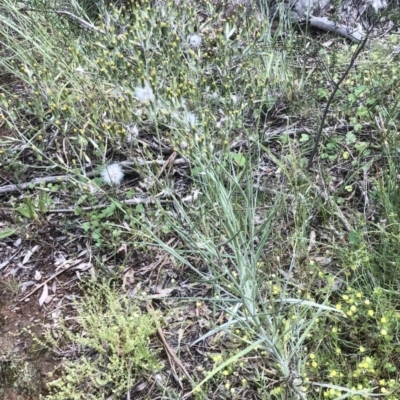 Senecio quadridentatus (Cotton Fireweed) at Bruce Ridge to Gossan Hill - 8 Nov 2021 by goyenjudy