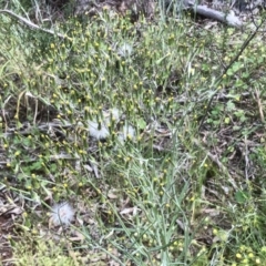 Senecio quadridentatus at Bruce, ACT - 8 Nov 2021 11:50 AM