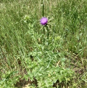 Silybum marianum at Bruce, ACT - 8 Nov 2021