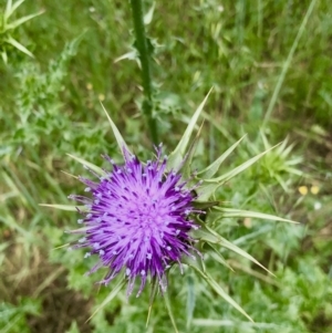 Silybum marianum at Bruce, ACT - 8 Nov 2021